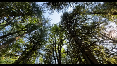 The couple went hiking in the woods to have sex in a secluded place