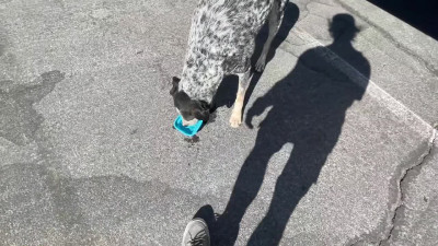 Babe, please fuck and cum on my stomach in your van
